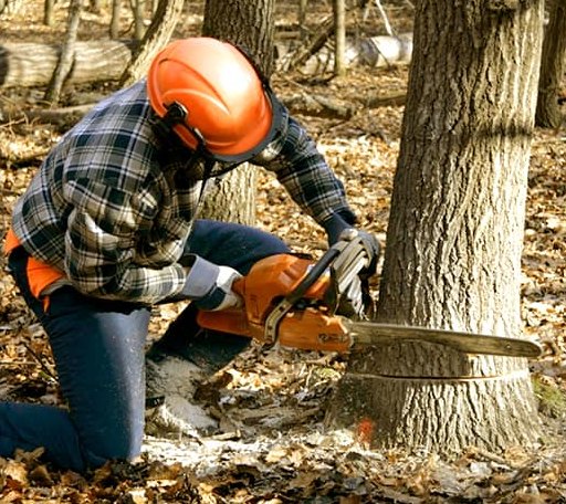Tree Removal in Ridgeville, IN